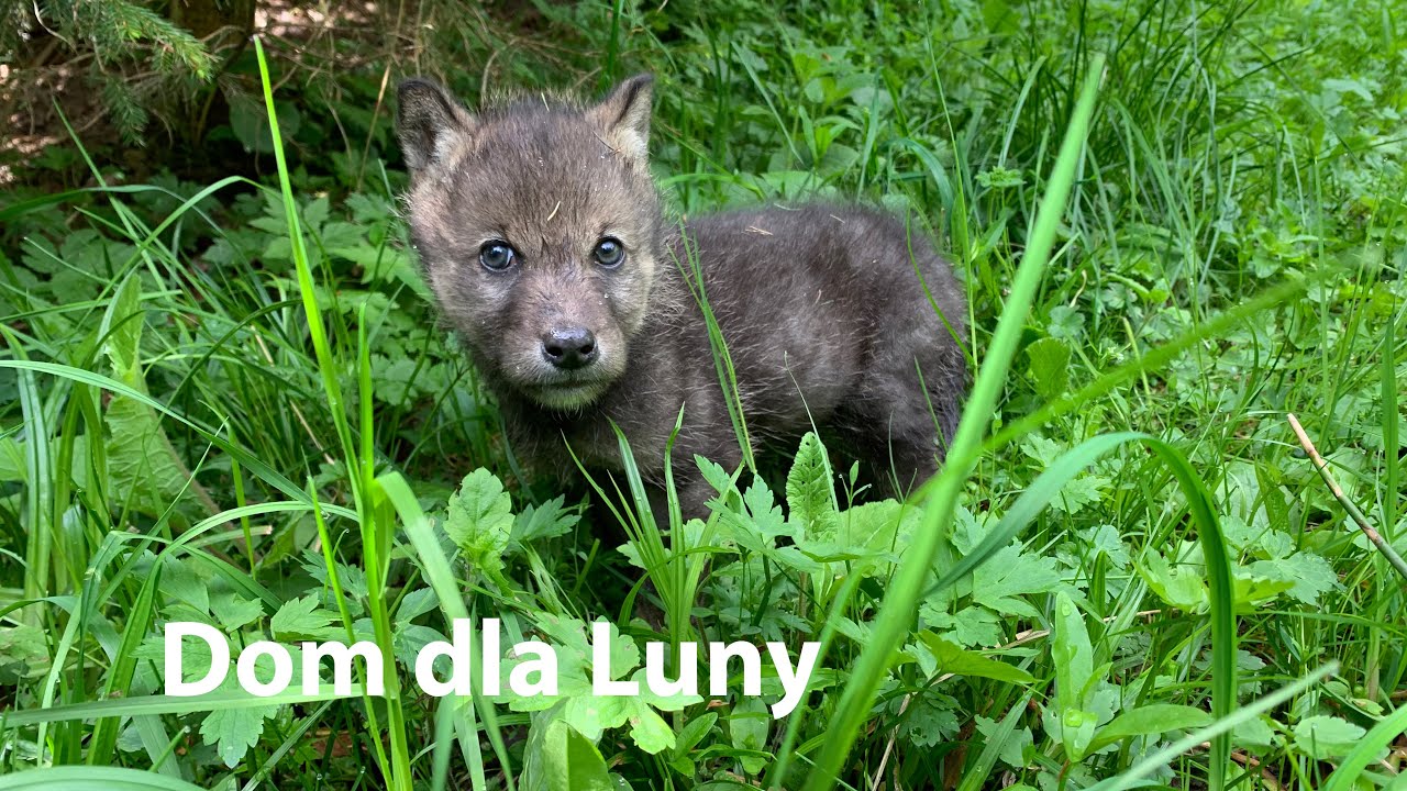 Zbudujmy dom dla Luny, Kamotsa i Amaroka