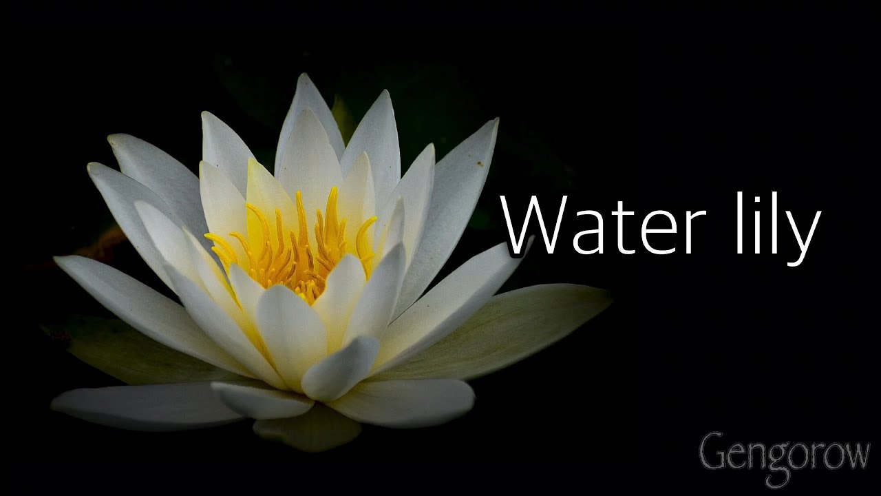 タイムラプス！スイレン睡蓮(史跡安田城跡)Water lily Flower Timelapse growing and blooming.