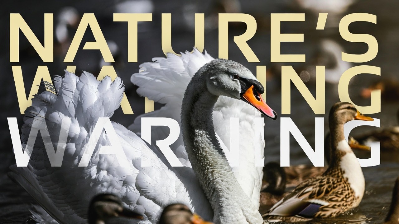 Peaceful Waters, Hidden Drama | Birds of Tongwell Lake 🦢🦢🦆🌿| Planet & People Chronicles