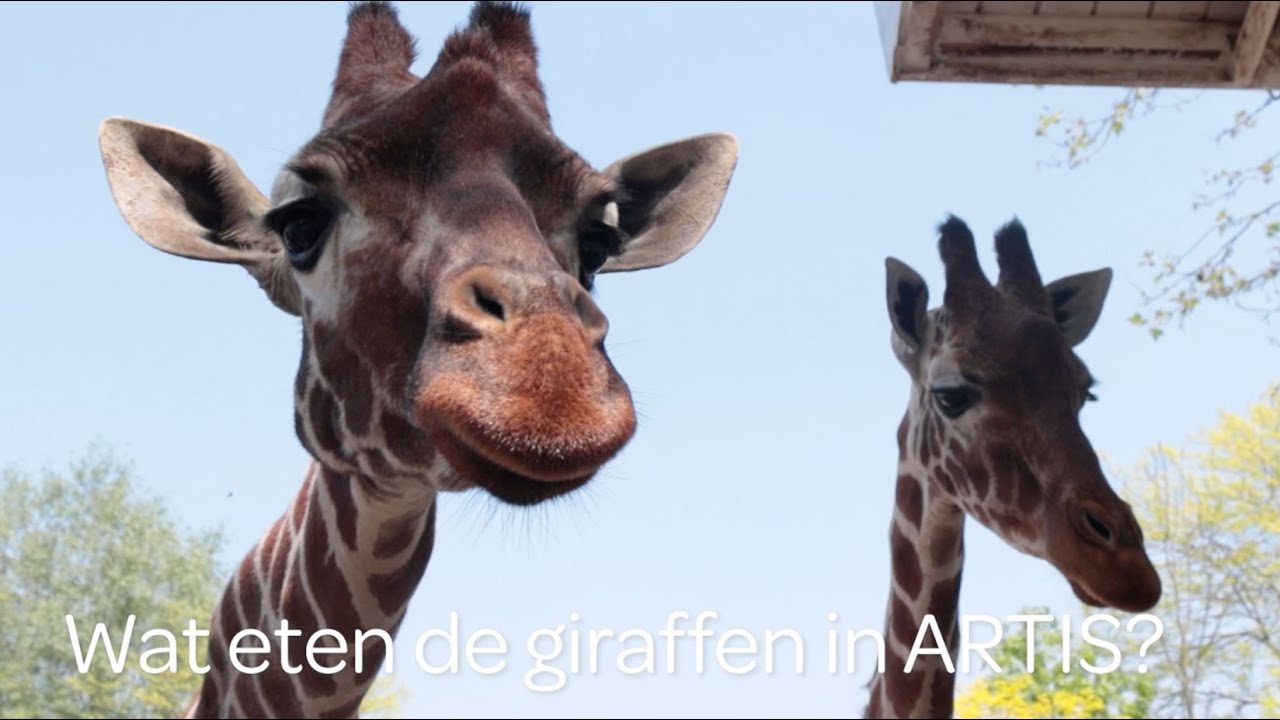 ARTIS eet: 4. Wat eten de giraffen in ARTIS?