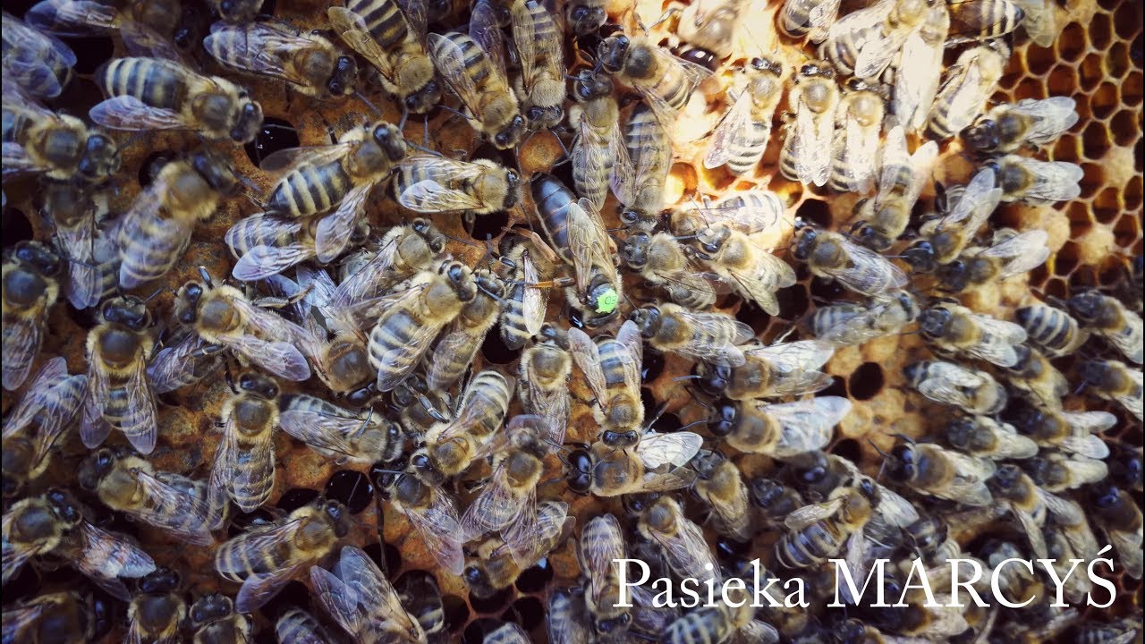 Jak poddać unasiennioną matkę pszczelą?