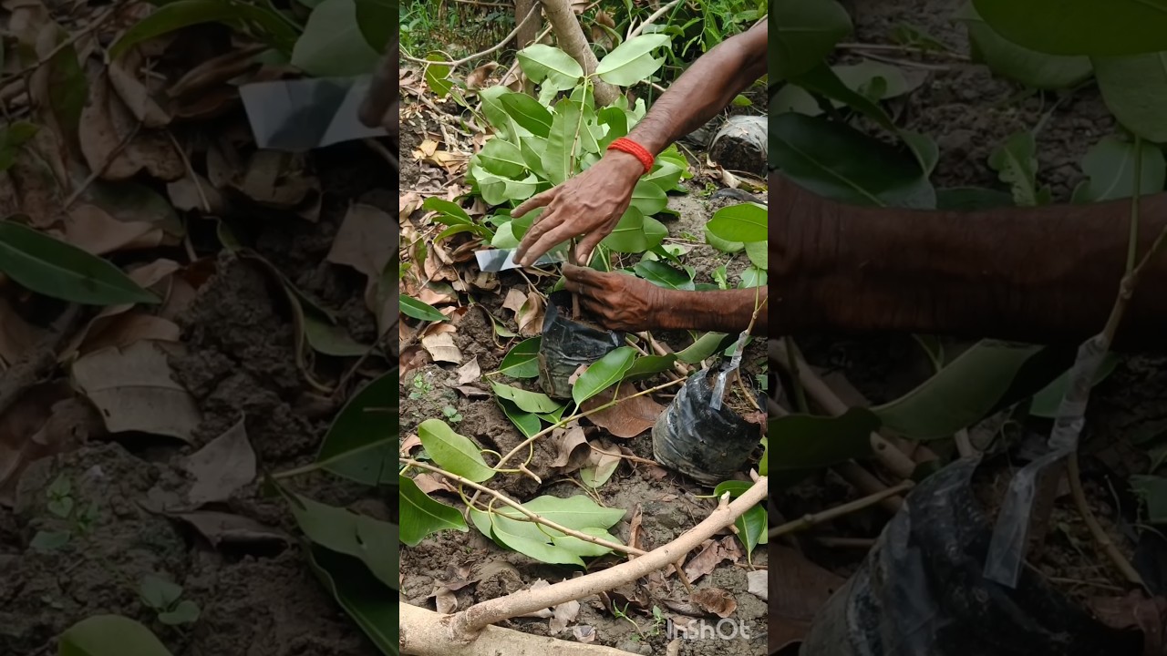 Soft Wood Grafting of Jamun plant 