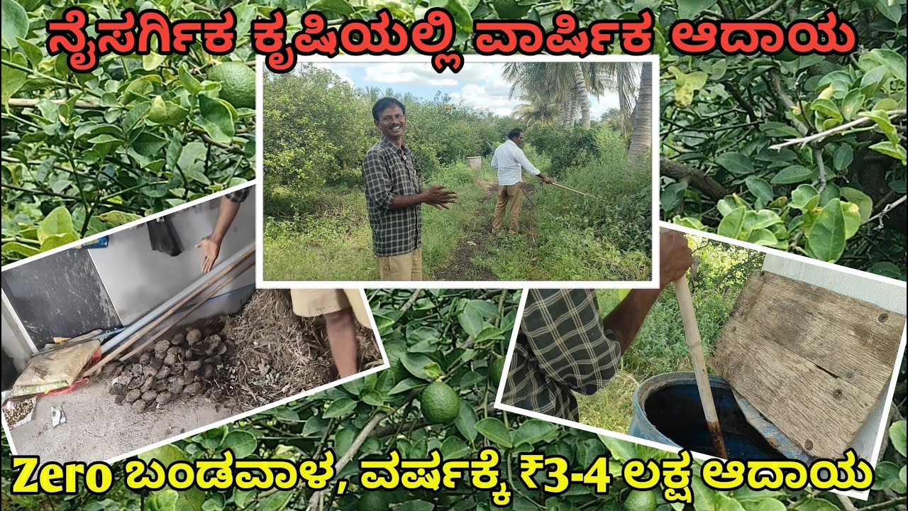 ನೈಸರ್ಗಿಕ ಕೃಷಿ ವಾರ್ಷಿಕ ಬೆಳೆ ಲಾಭದಾಯಕ/ಸರಕಾರಿ ನೌಕರಿ ಬಿಟ್ಟು ನೈಸರ್ಗಿಕ ಕೃಷಿ/ಮಾಡುತ್ತಿರುವ ರೈತ ಸಂಪೂರ್ಣ ಮಾಹಿತಿ