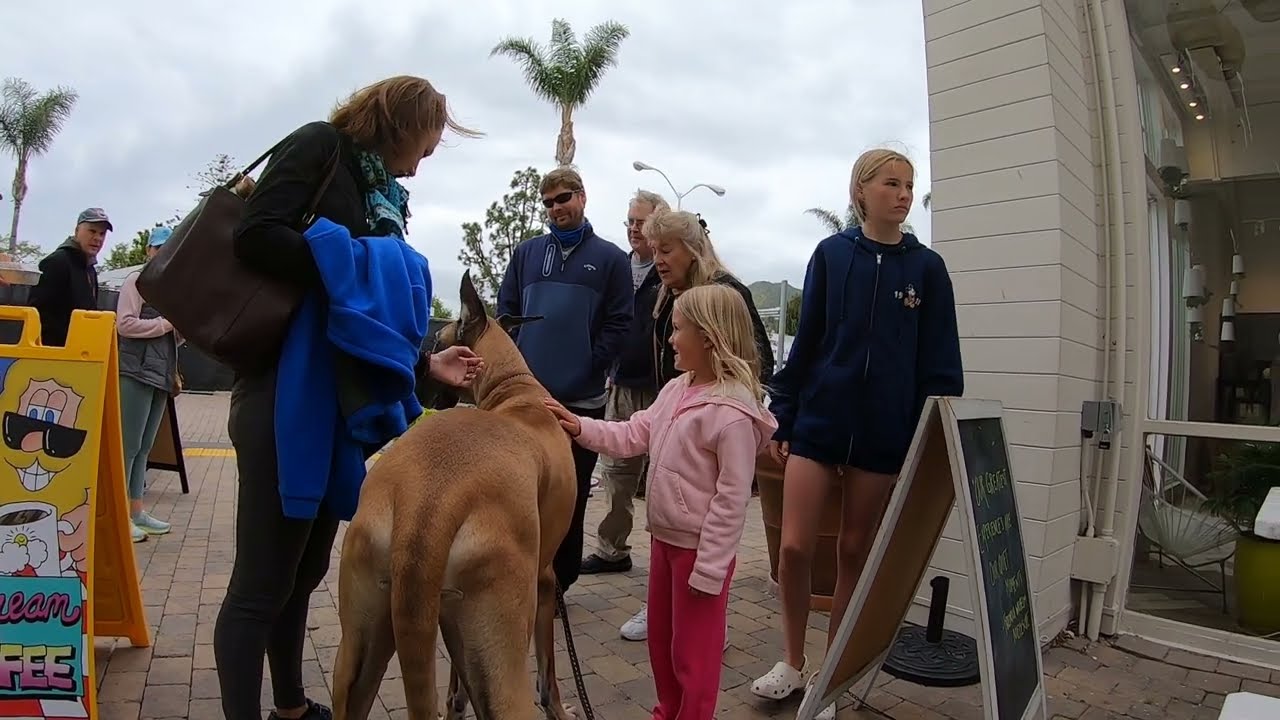 Cash 2.0 Great Dane meeting new people in Malibu 2