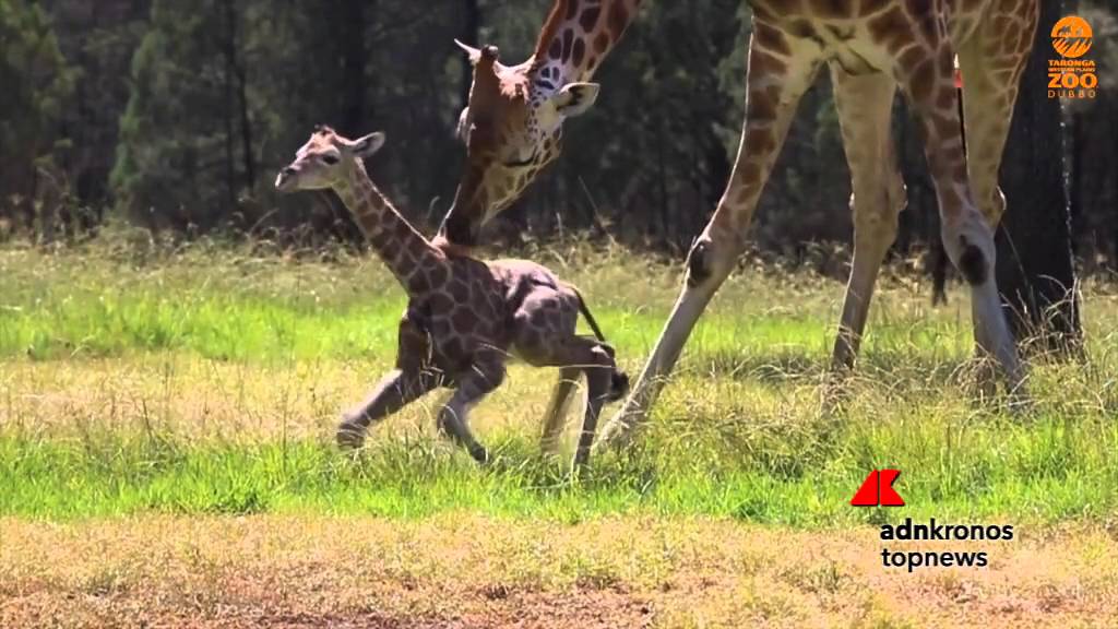 La giraffa neonata impara a camminare e intenerisce l'Australia...
