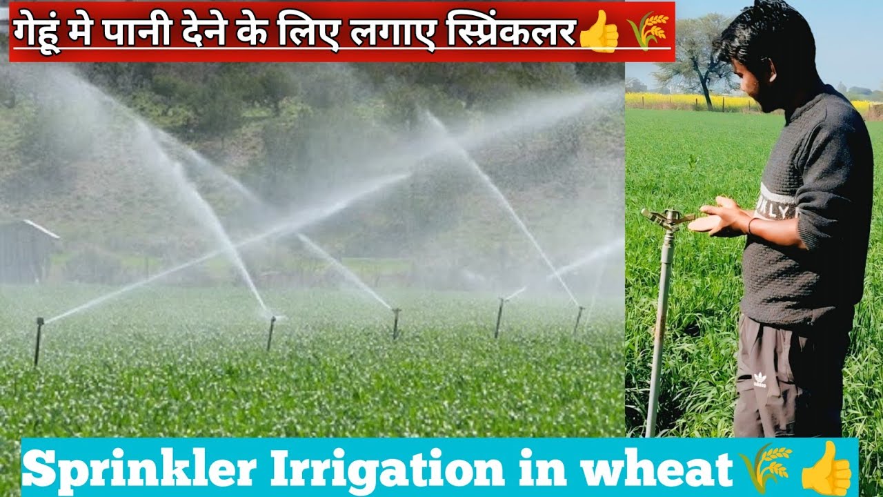 गेहूं मे पानी देने के लिए लगाए Sprinklar☄️👍|