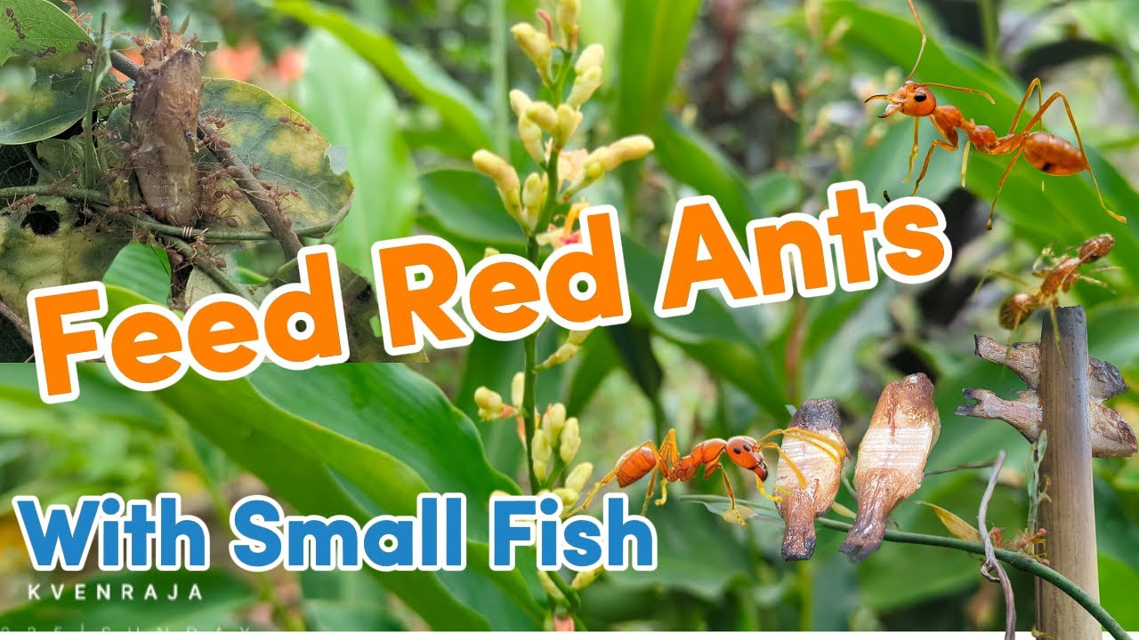 Feeding the Red Ants with Small Fish