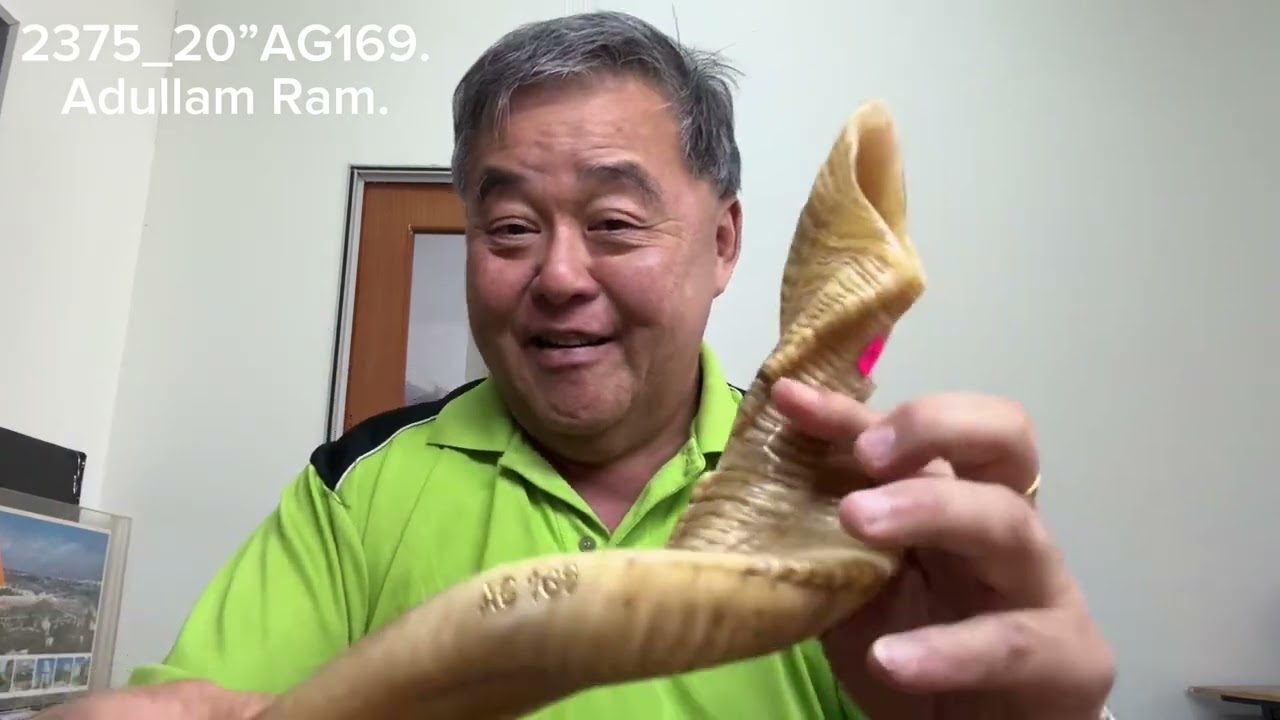 ShofarMaker v2375_20” AG169. Adullam Gibborim Ram 2T fine tuned Shofar. Full Natural. 