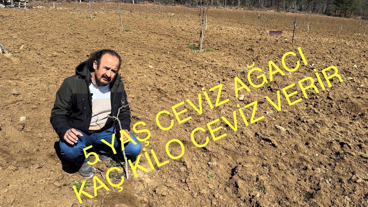 5 YAŞINDA KAÇ KİLO CEVİZ ALABİLİRSİNİZ. Bakarsan bağ bakmazsan böyle olur. Ceviz Adam Ahmet.