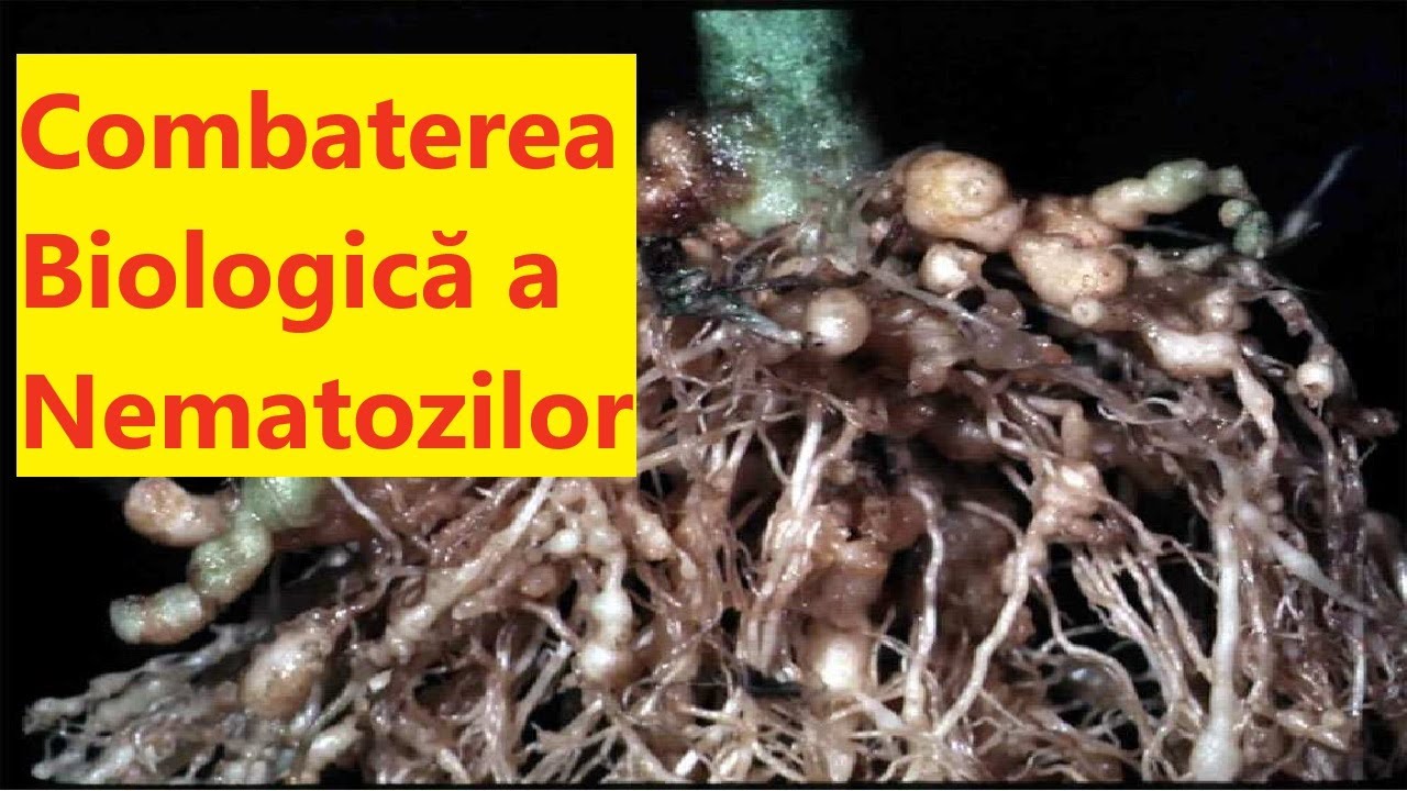 Combaterea biologică a nematozilor dăunători