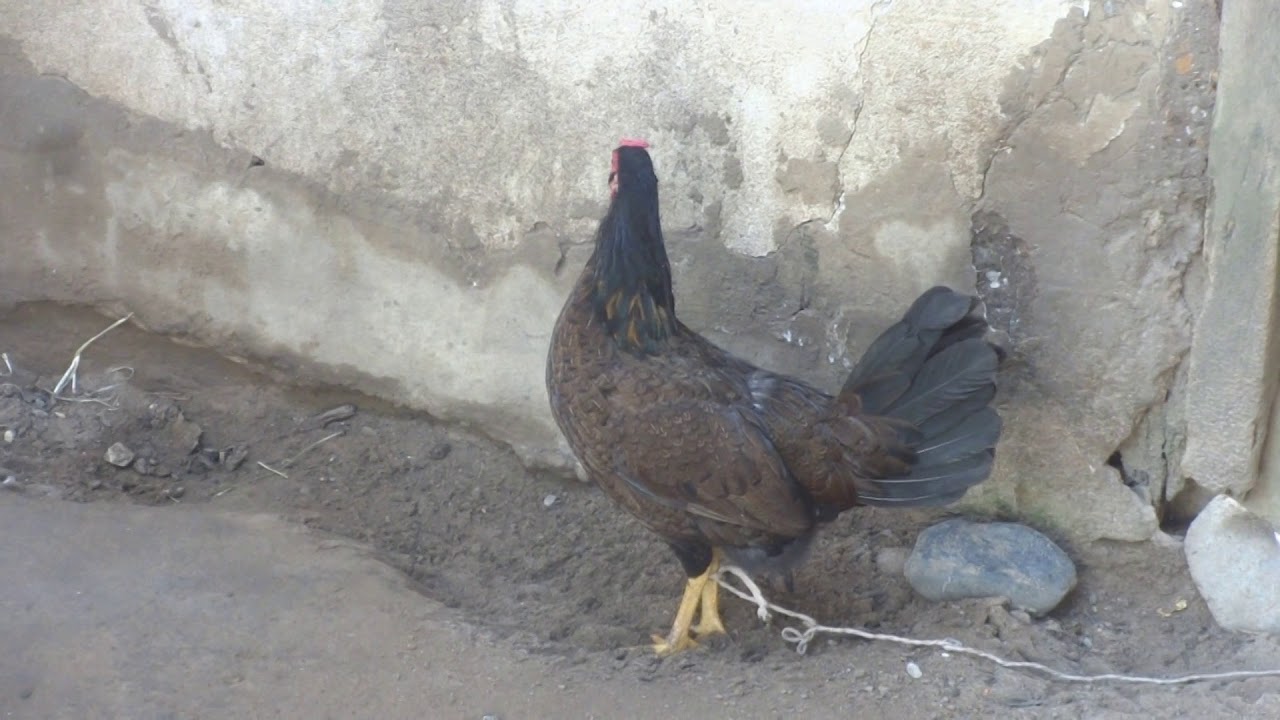Gallina carcareando, porque se siente sola...Parte II