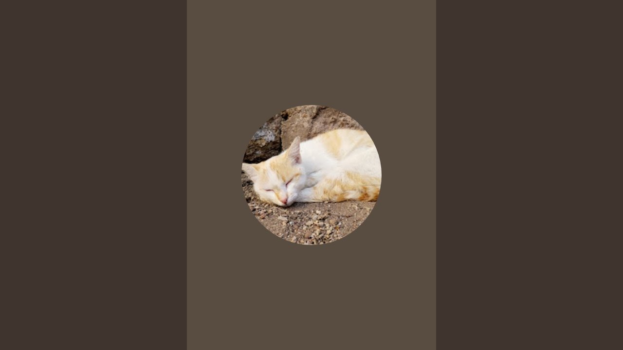 LOVE CAT😻🐈 is live!