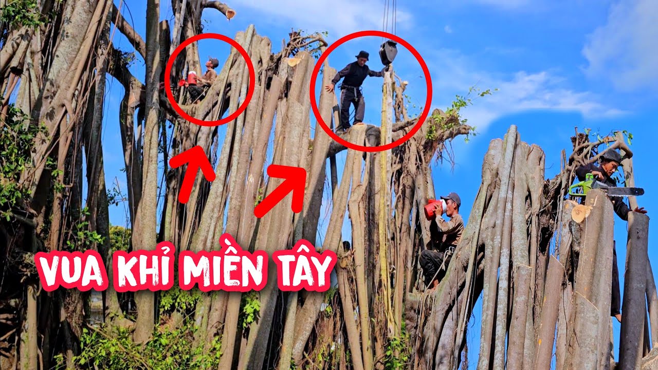 Thoát tim cứ tưởng gãy cần Cẩu khỉ Vua Khỉ cùng đệ T.ử cưa hạ cây 
