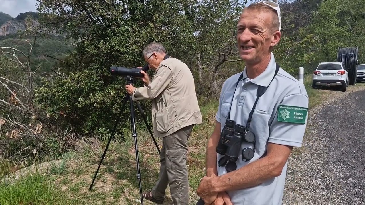 Buagage Percnoptere d'Egypte - Vallespir Juillet 2023 - réalisation : Frédérique Berlic Juillet 2023