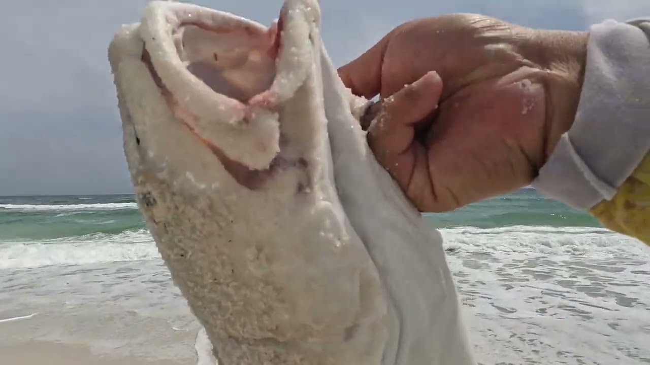 Beach was LOADED with fish!