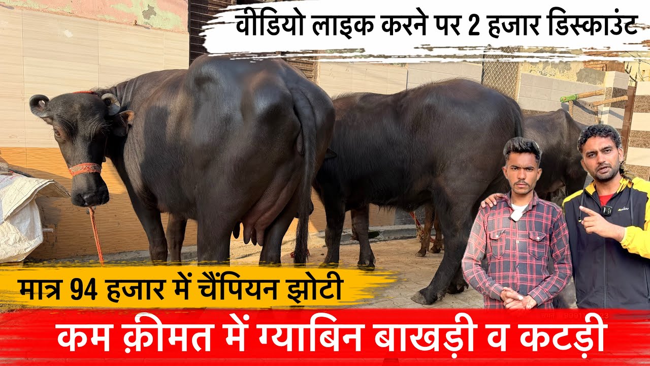 🔴कम क़ीमत में ग्याबिन बाखड़ी व कटड़ी👉मात्र 94 हजार में चैंपियन झोटी।ये है असली ईमानदार व्यापारी। 