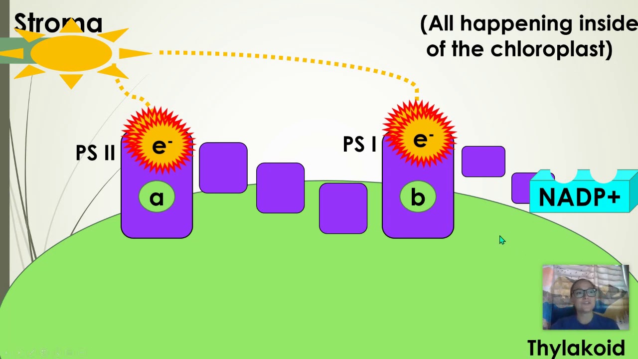 Light Reaction of Photosynthesis (Updated)