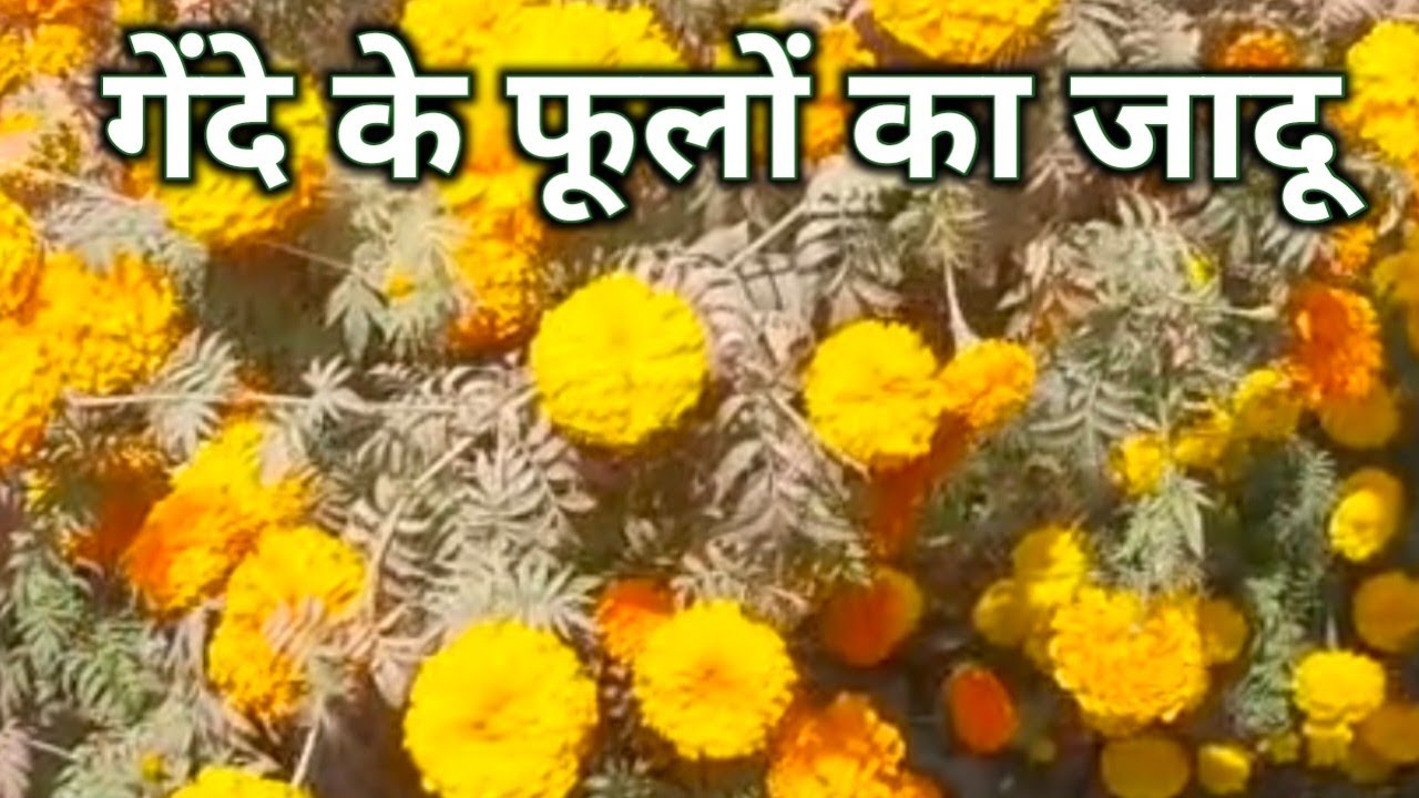 खूबसूरत गेंदे के फूल | Beautiful Marigold Flowers 🌼✨🙏 🧡Bloom 🧡