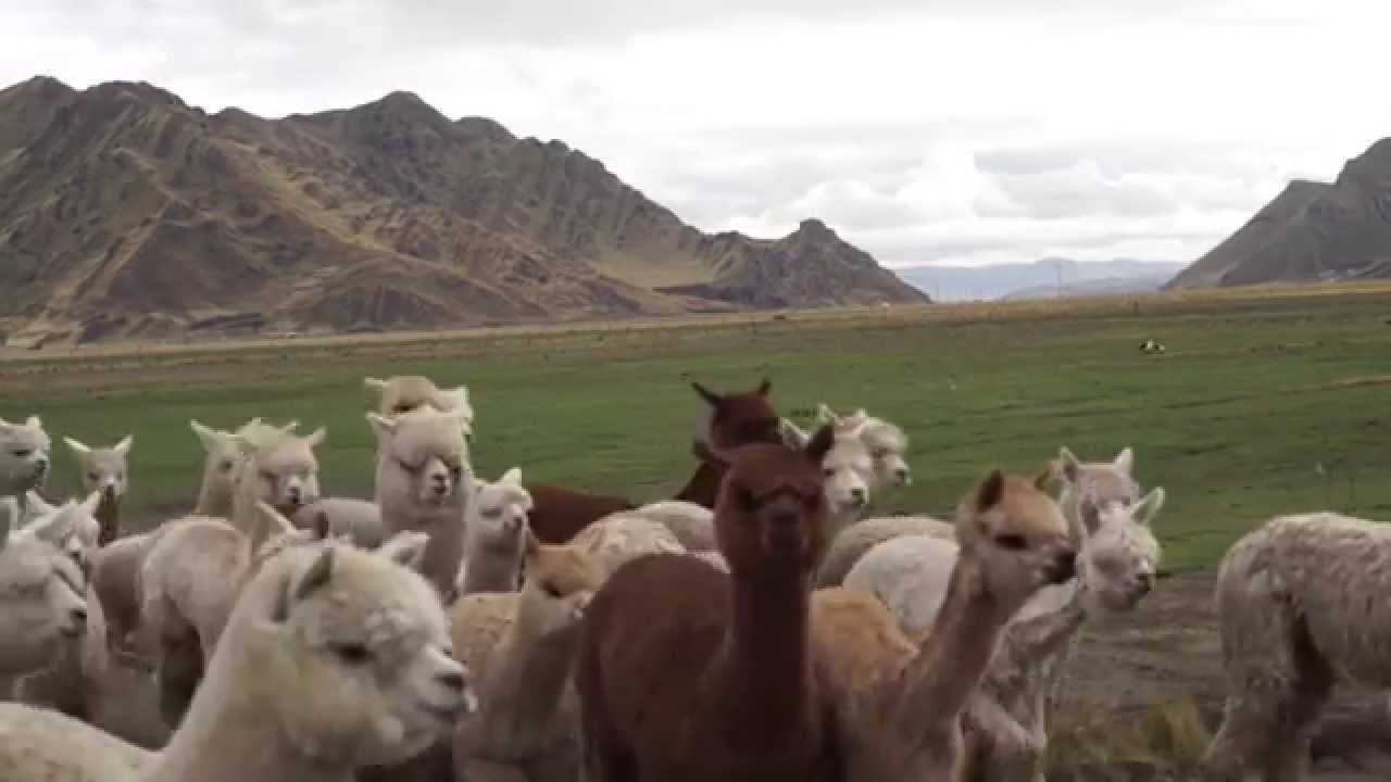 Baby Alpakawolle Produktion in Peru