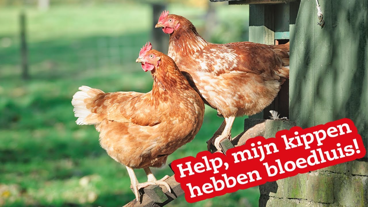 Wat kan ik doen tegen bloedluis bij mijn kippen?