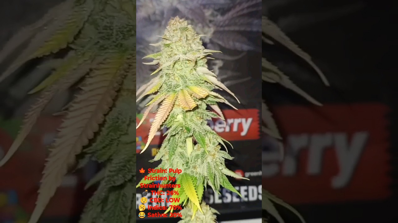 Pulp Friction by Strainhunters Seeds