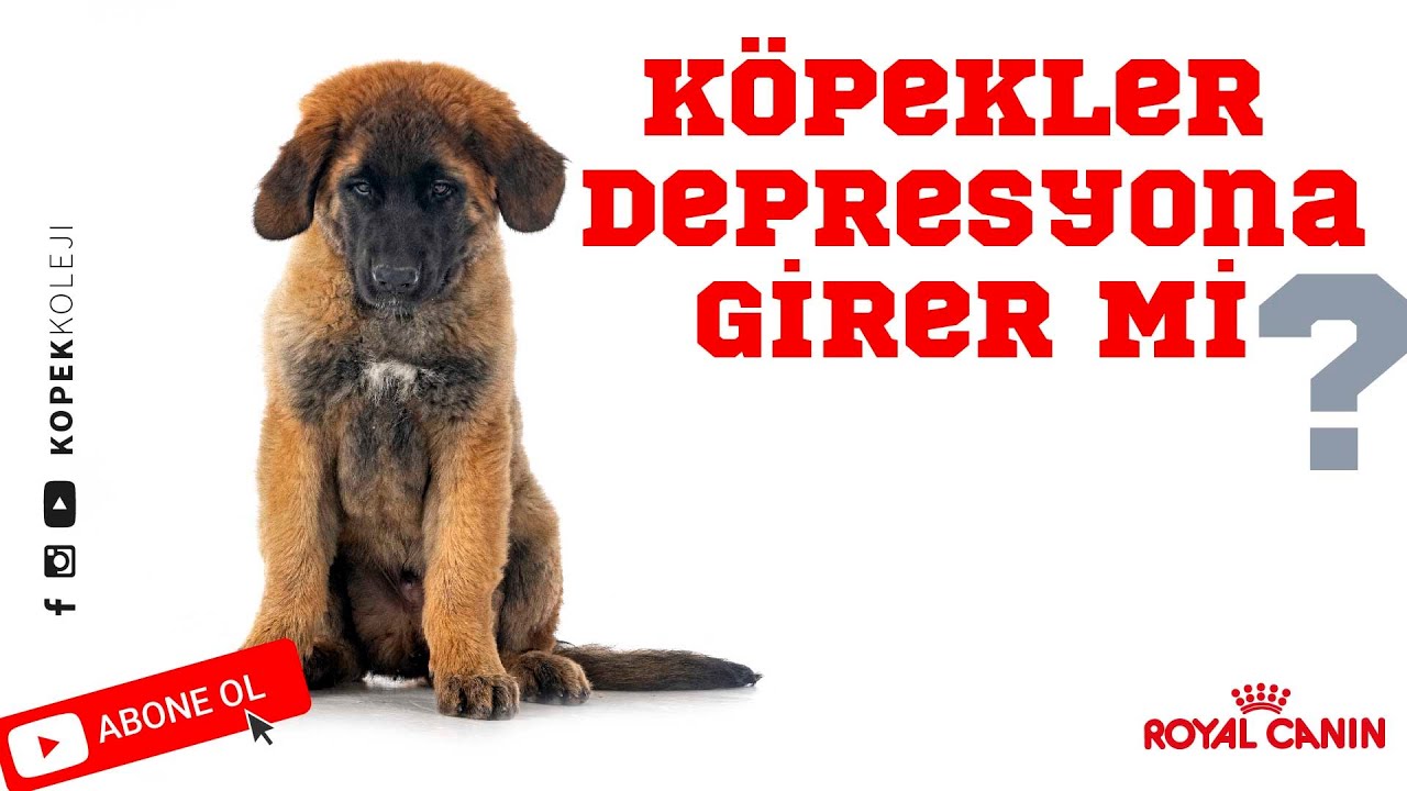 Köpekler Depresyona Girer Mi?