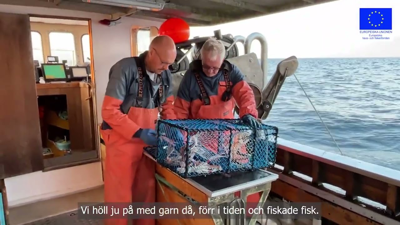 Kräftfiske i Mollösund