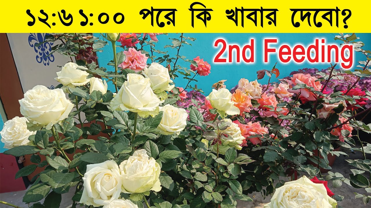 মাটির গোলাপ গাছের স্পেশাল মিক্স ফুড। After Root treatment rose plant fartilizer 