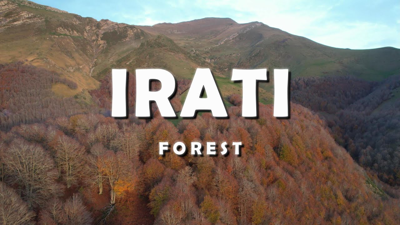 PASO LA NOCHE EN LA SELVA DE IRATI, EL SEGUNDO HAYEDO MAS GRANDE DE EUROPA
