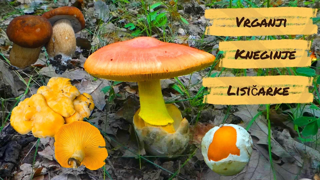 Blagve, vrganji i lisičarke 2023