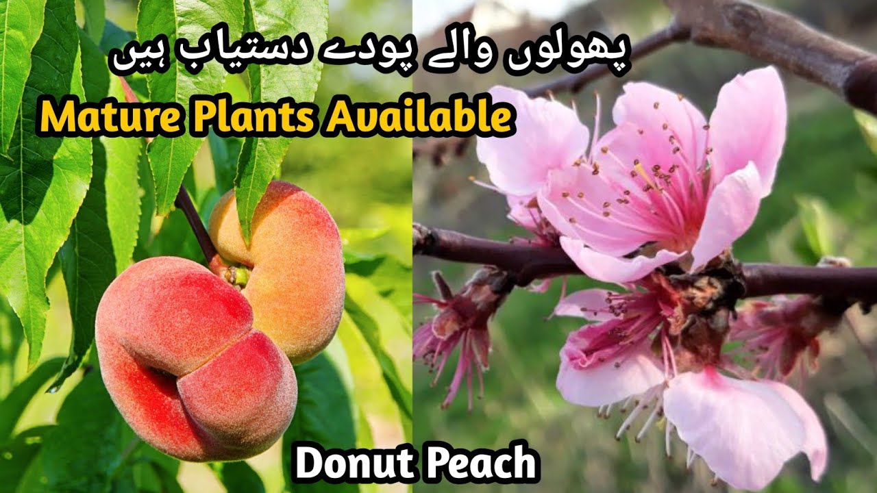 Growing Donut Peach In Container | Saturn Peach Tree | Rare Garden