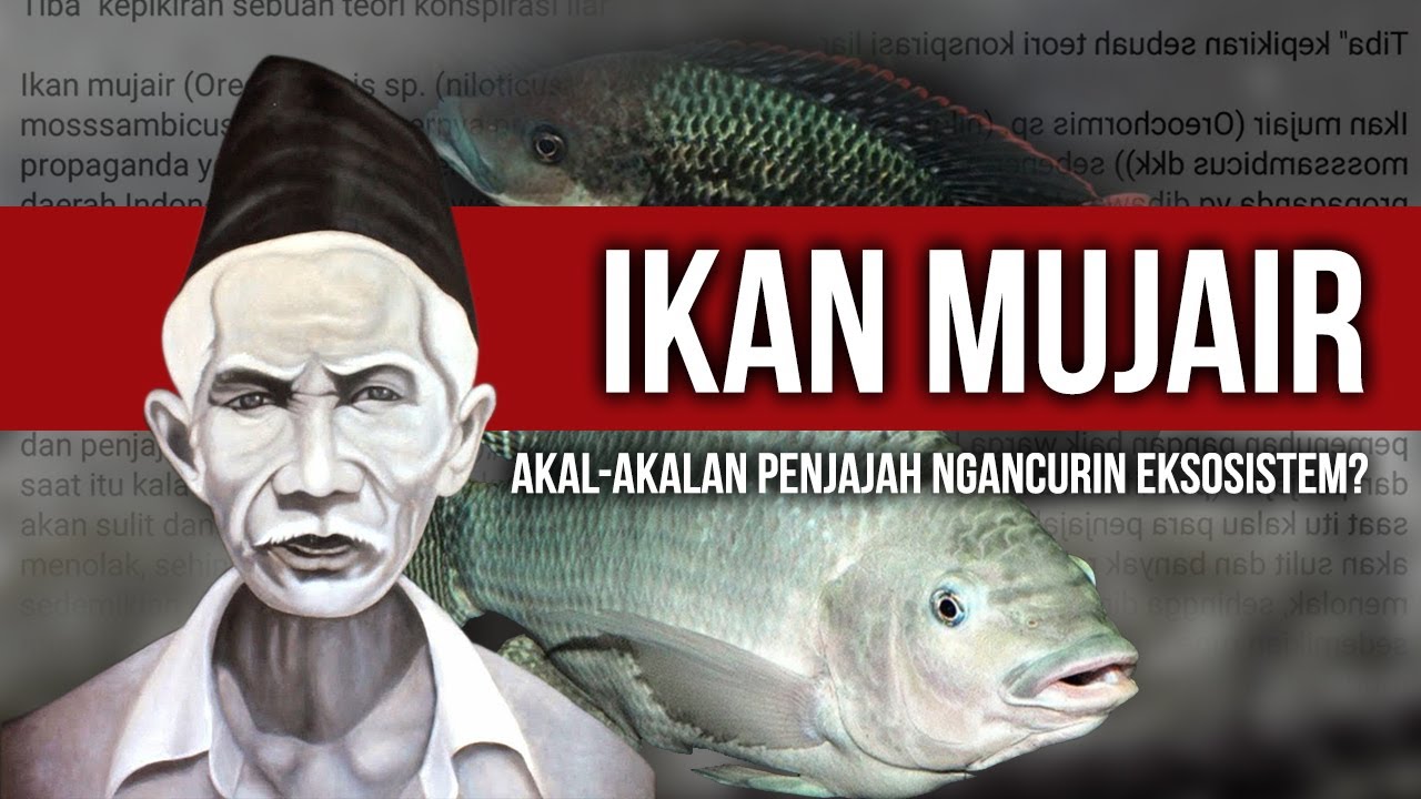 TEORI KONSPlRASl IKAN MUJAER YANG TERNYATA IKAN PENJAJAH?