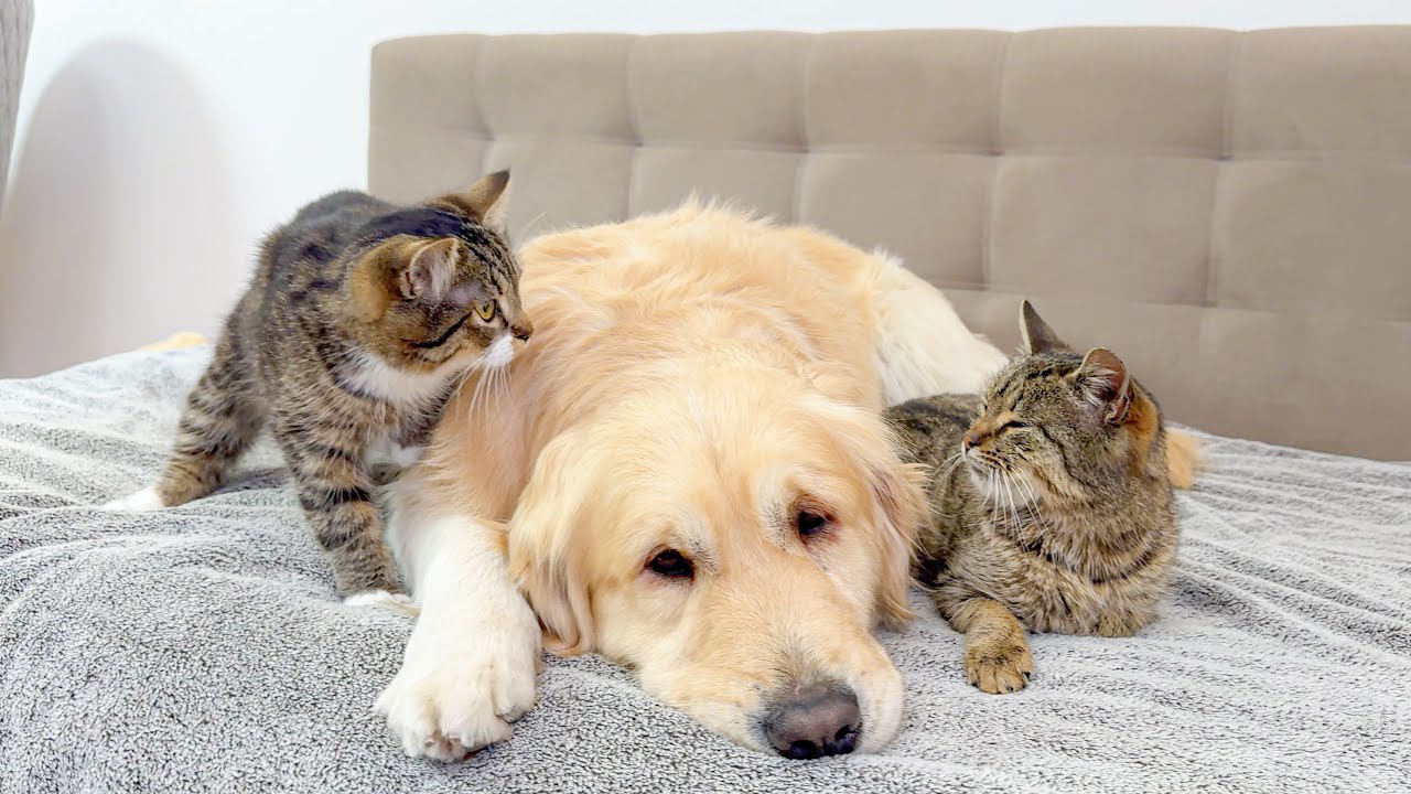 Adorable Golden Retriever Tries to Calm Two Kittens | Cute & Funny