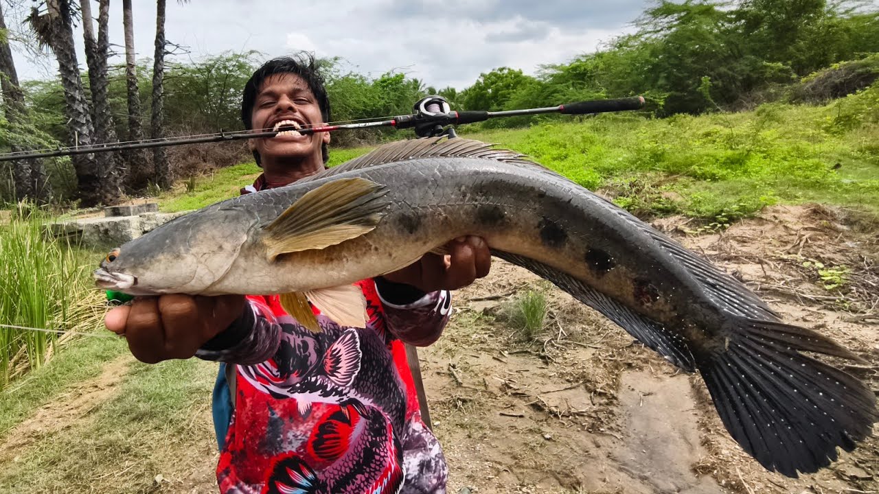 Monster Fishing Adventure! 5KG Giant Fish Escaped 😱 Huge Avuri & Alligator Gar Fish Tank Update