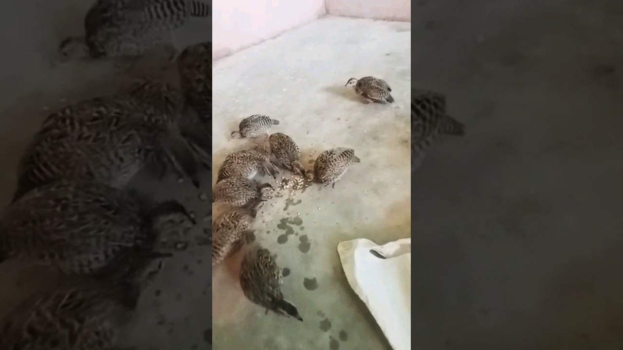 Black Francolin Female/Kala teetar female