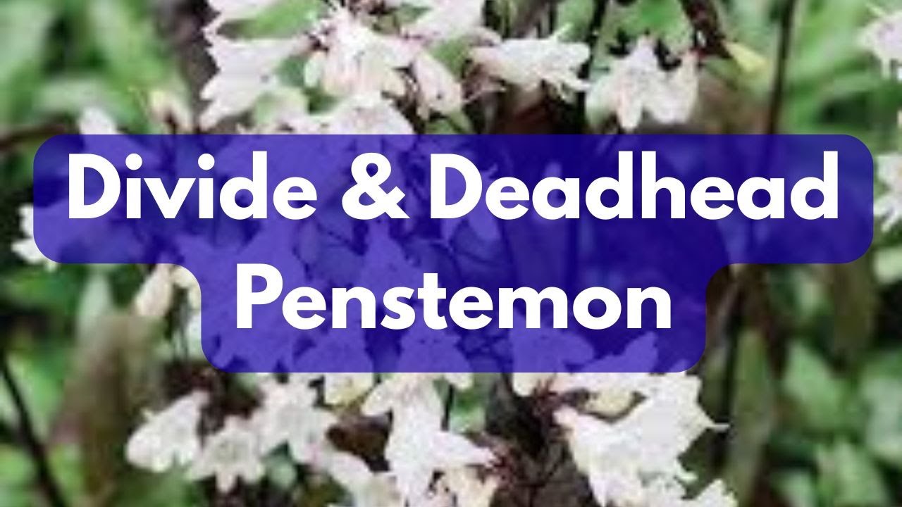 How To Divide & Deadhead Penstemon Beardtongue || Budget Gardening
