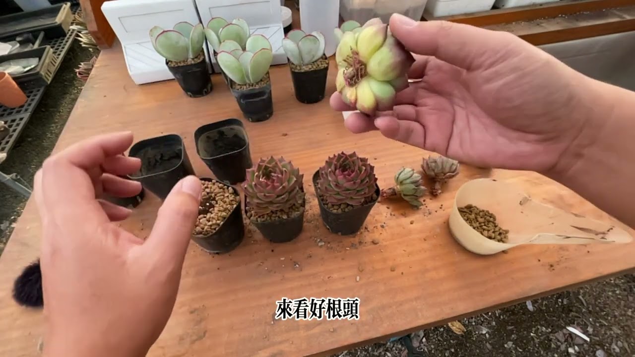 進口多肉植物認知與種植技巧大分析 【 MC多肉園 】MC Succulent plant Vlog