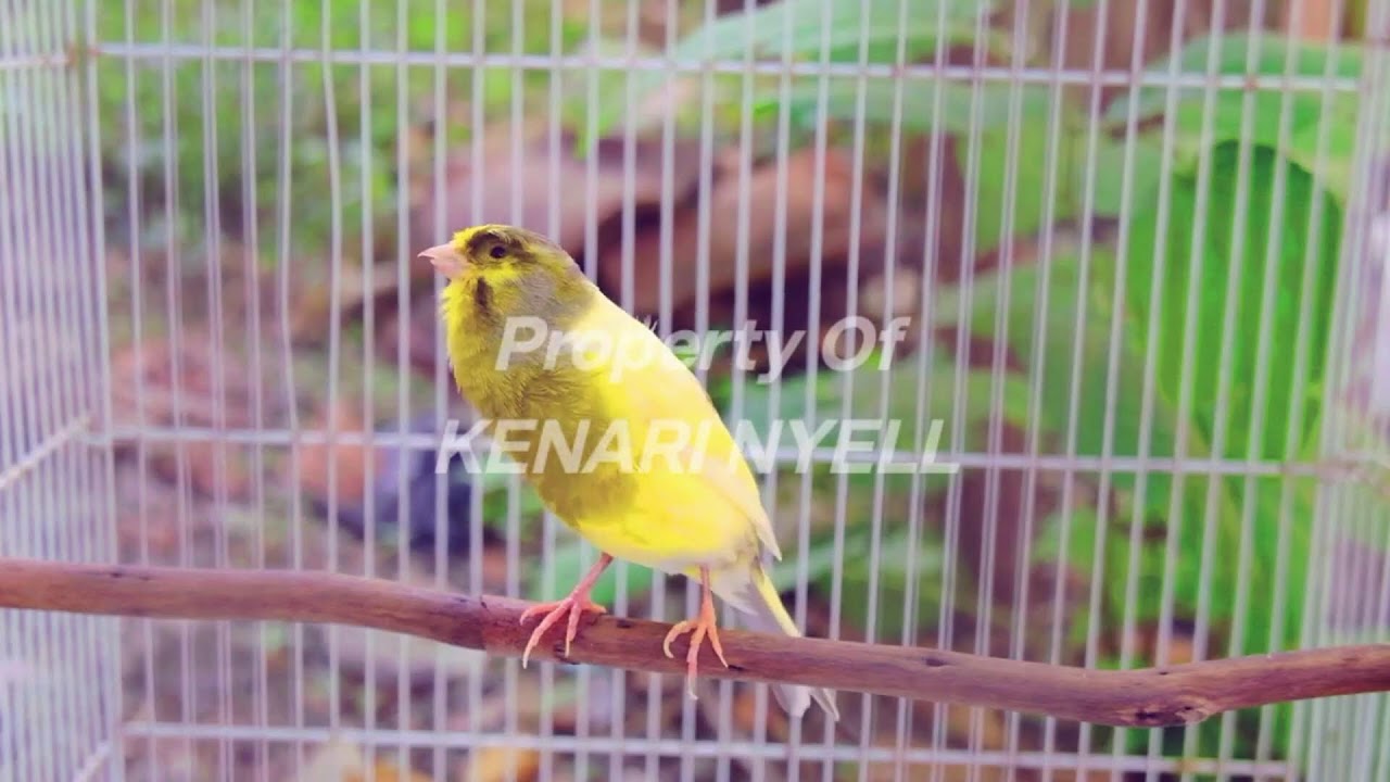 PANCINGAN Kenari GACOR PANJANG Cuit CUIT EMOSI ini AMPUH utk MASTERAN Kenari PAUD belajar BUNYI
