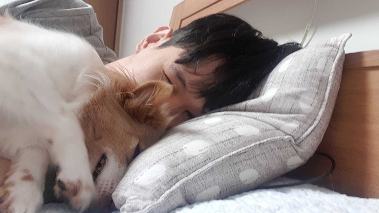 발바닥에 땀나도 아빠랑 같이자고싶은 강아지