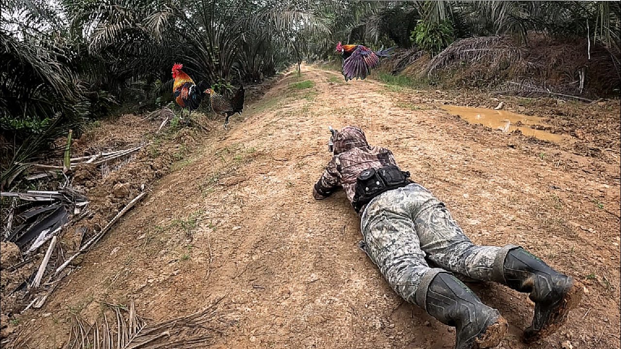 Berburu menembak ayam hutan di spot pedalaman Sumatera 2 hari 1 malam jasil di luar dugaan ⁉️