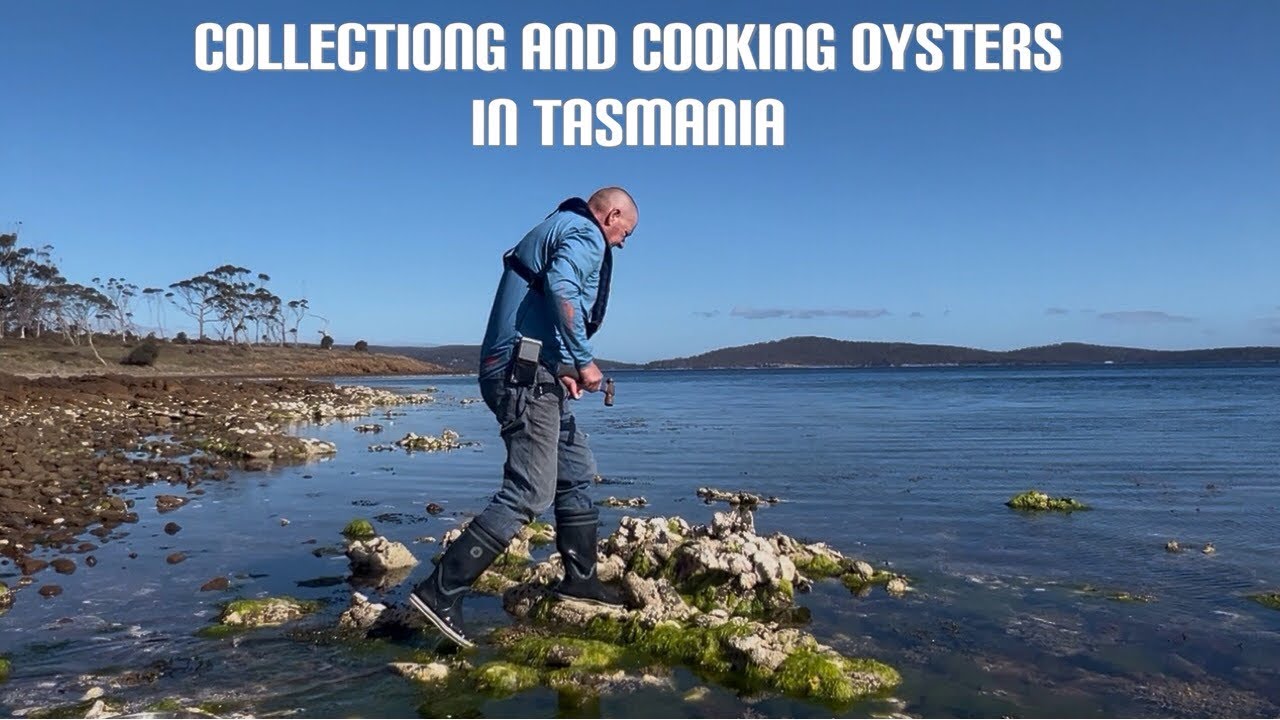 Collecting and coking oysters in Tasmania