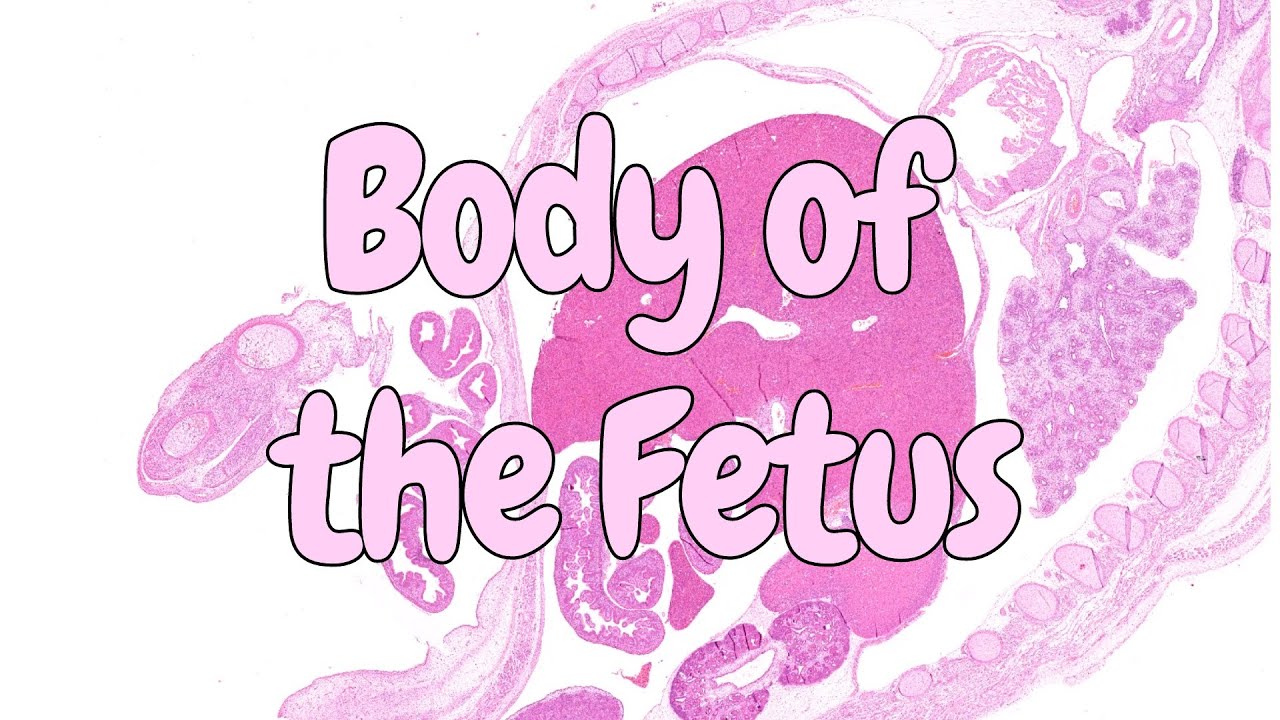 Body of the Fetus - embryology