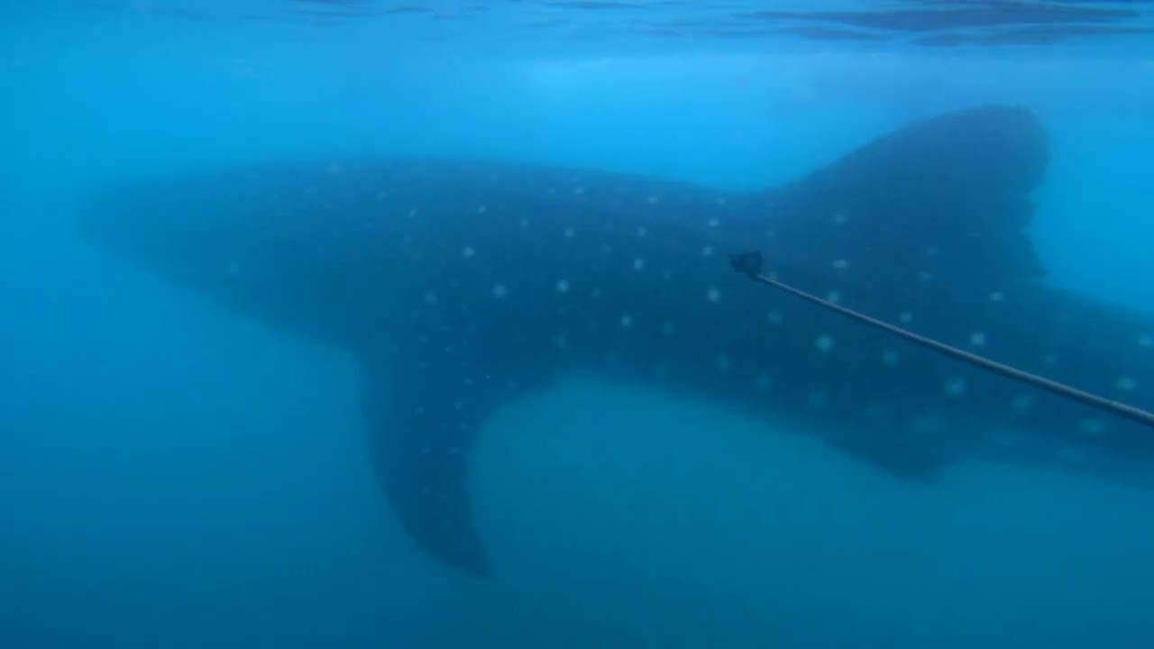 Encountering a whale shark in La Paz Bay