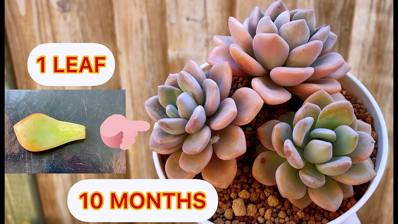 PROPAGATION SUCCULENTS FROM LEAVES | NHÂN GIỐNG SEN ĐÁ BẰNG LÁ | 다육식물 |多肉植物 |Suculentas