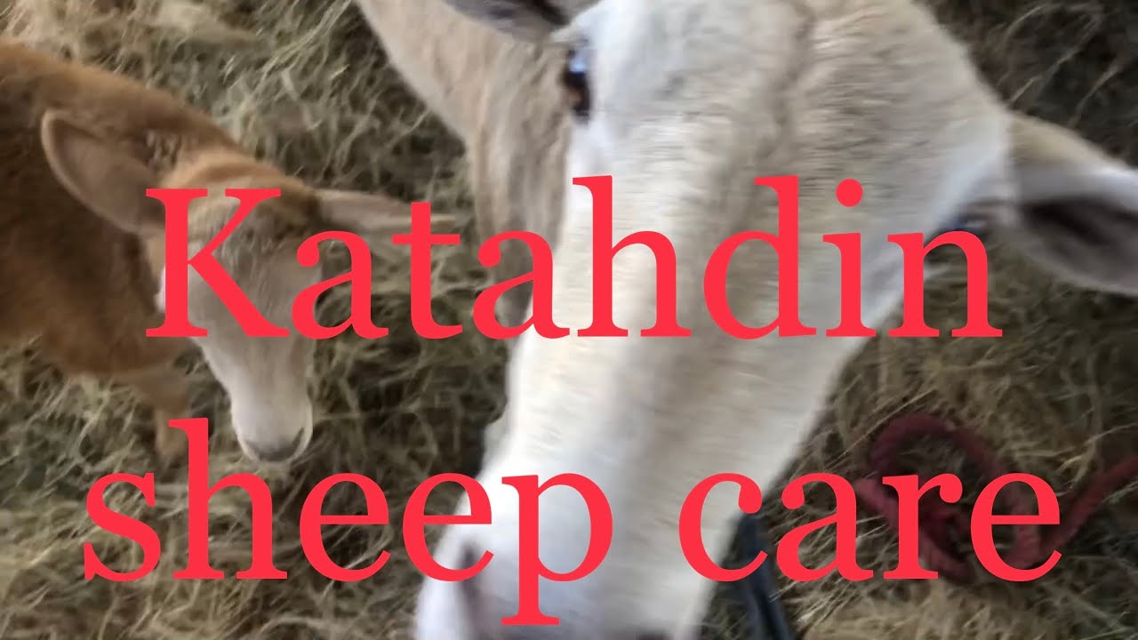Katahdin sheep care