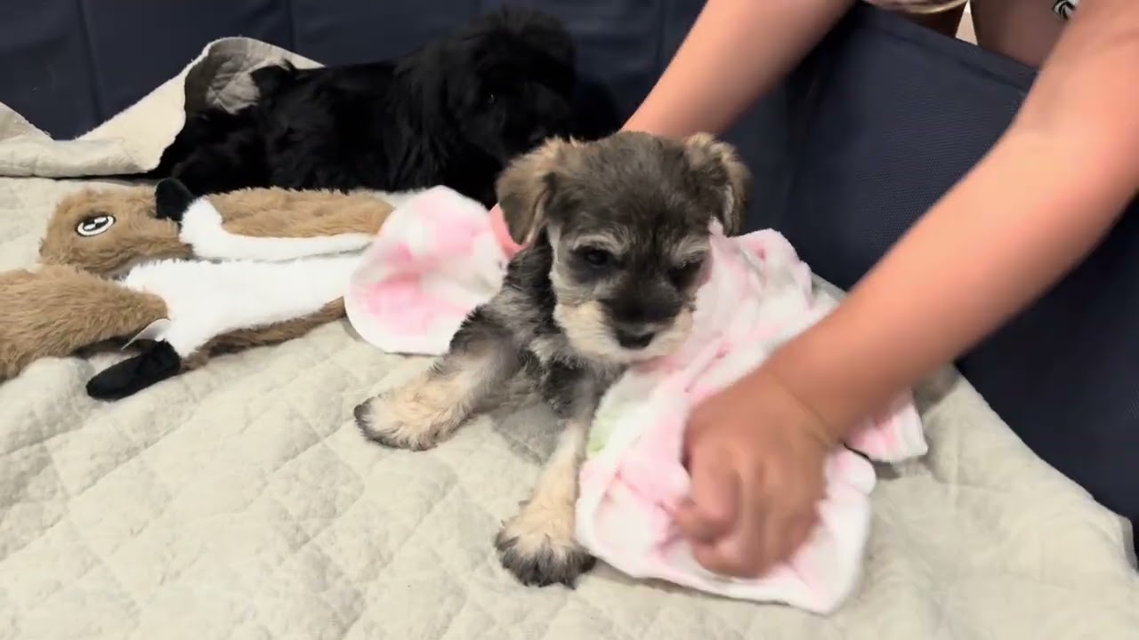 Cinder/ Elphie puppies 