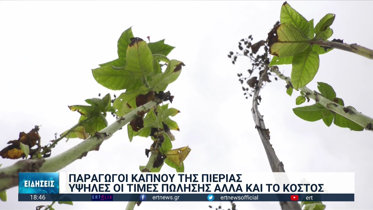 Μειώνονται οι παραγωγοί καπνού στην Ελλάδα | 22/11/2022 | ΕΡΤ