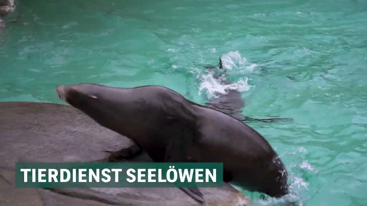 Zoo Basel Jubiläum