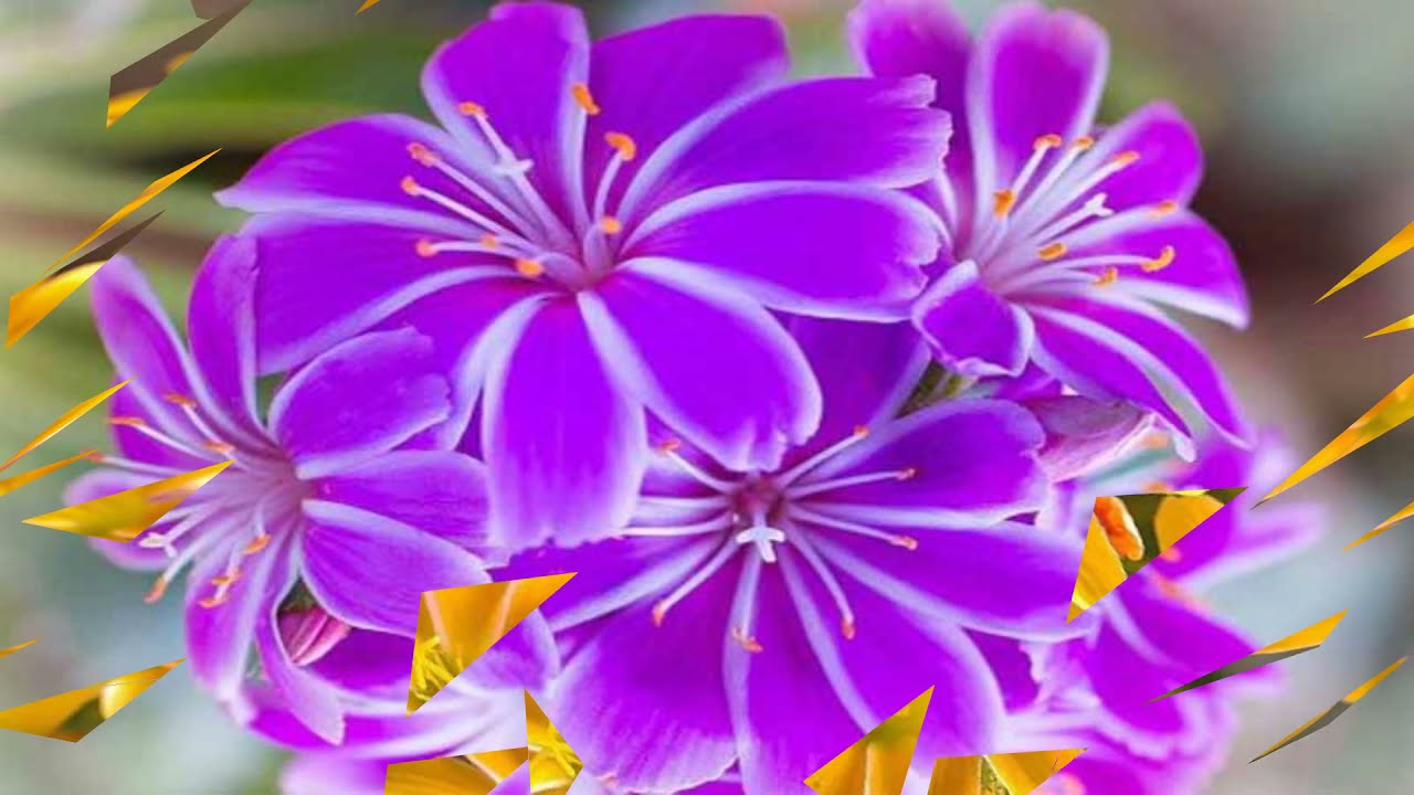 Magnificent brilliant & colorful flowers (HD1080p)