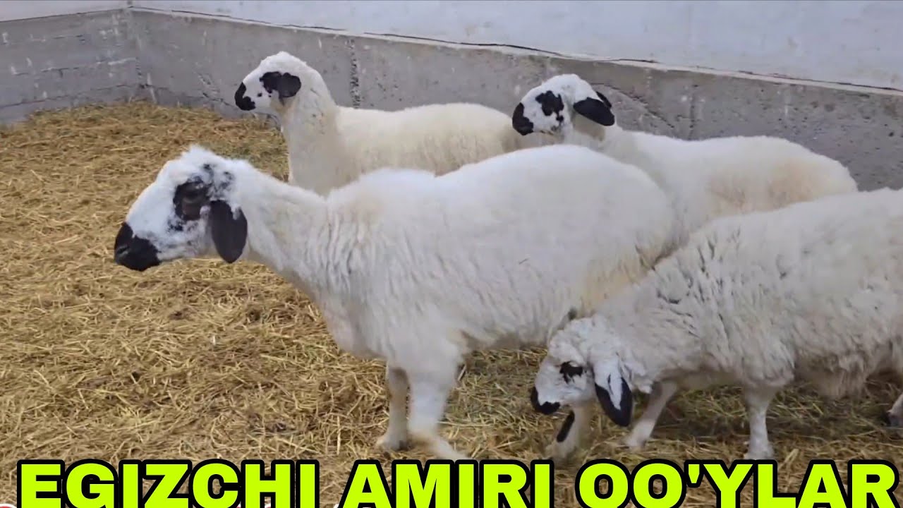 Buxoroni amiri egizchi qoraquloq qo'ylaridan kutganlar uchun 23-fevral, 2026